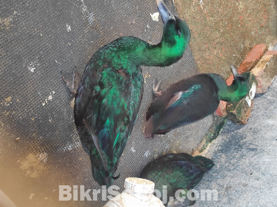 Cayuga Duck - সৌখিন হাস